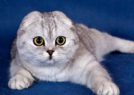 娱乐吃瓜酱折耳猫