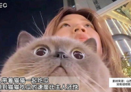 娱乐吃瓜猫原声,揭秘娱乐圈幕后故事