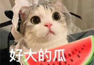 娱乐吃瓜君五条喵,揭秘娱乐圈五大热门事件背后的真相