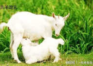 娱乐吃瓜酱外婆养大的小羊,娱乐吃瓜酱与小羊的温馨成长故事