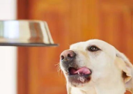 娱乐吃瓜酱狗吃鸡