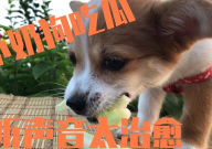 娱乐吃瓜酱拍照小狗狗,娱乐吃瓜酱与小狗狗的甜蜜互动